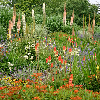 The kniphofia bed in spring 