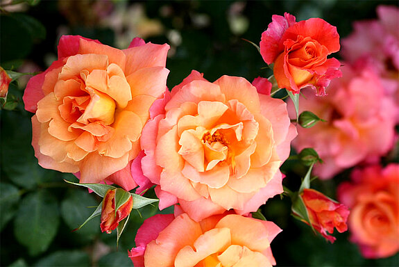 Das Foto zeigt orangenfarbene Rosenblüten 