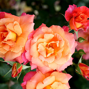 Das Foto zeigt orangenfarbene Rosenblüten 