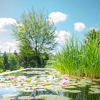Blick auf den Seerosenteich. 