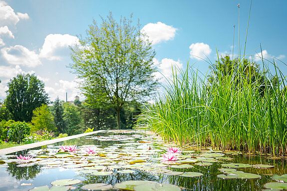 Blick auf den Seerosenteich. 