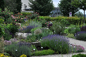 Duftgarten im Oberdieckgarten