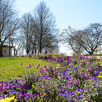 Frühlingsblüher im Hofgarten. (Stadt Freising)