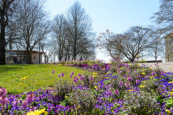 Frühlingsblüher im Hofgarten. (Stadt Freising)