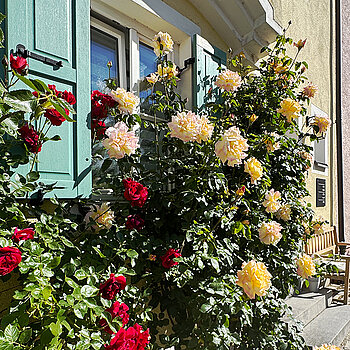 In yellow and red: Rosy façade planting in the Mittlerer Graben. (Photo: City of Freising)