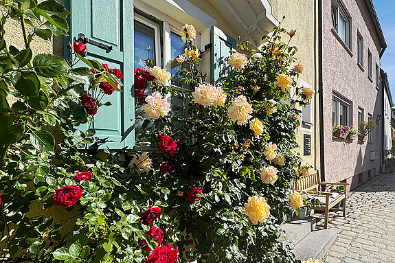 In yellow and red: Rosy façade planting in the Mittlerer Graben. (Photo: City of Freising)