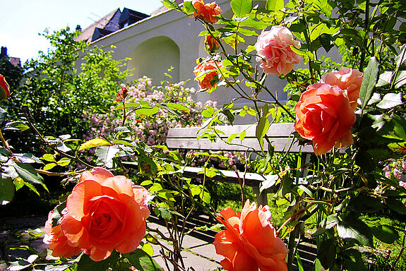 Roses in the district court garden (