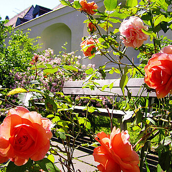 Roses in the district court garden (