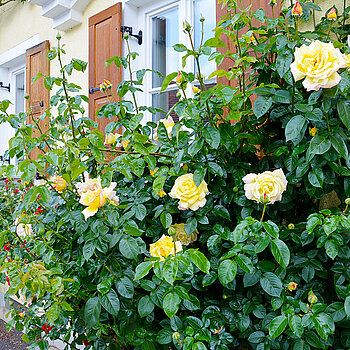 Greenery in the streets of the old town: Roses in the Mittloeren Graben. (Photo: ski)