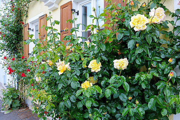 Greenery in the streets of the old town: Roses in the Mittloeren Graben. (Photo: ski)