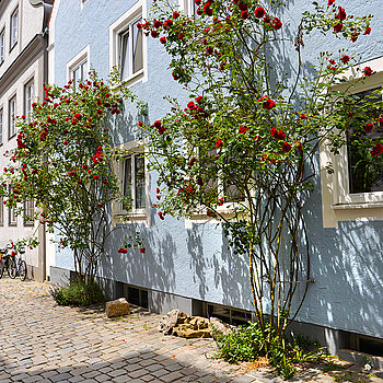 Roses entwine around a house in Kirchgasse. (Photo: ski)