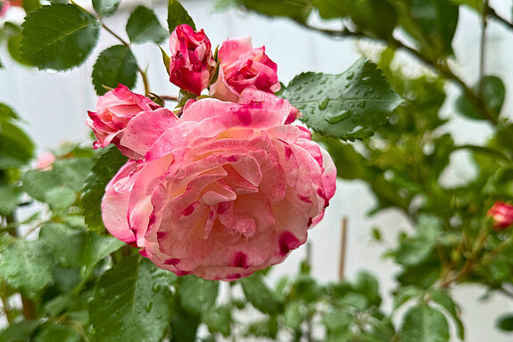 Das Foto zeigt eine Rose mit weißem Rand und roter Füllung
