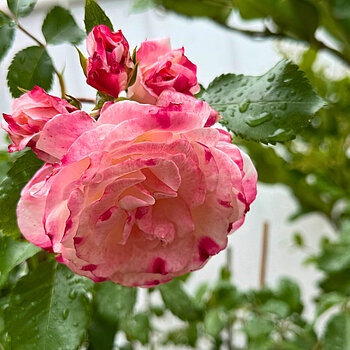 Das Foto zeigt eine Rose mit weißem Rand und roter Füllung